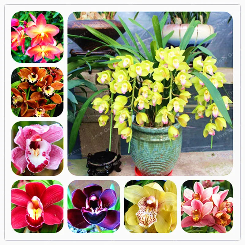 100 Pcs/Bag Cymbidium Bonsai Orchid Cymbidium Plant Bonsai Flower Bonsai Natural Growth DIY Plant For Home Garden
100 Pcs/Bag Cymbidium Bonsai Orchid Cymbidium Plant Bonsai Flower Bonsai Natural Growth DIY Plant For Home Garden