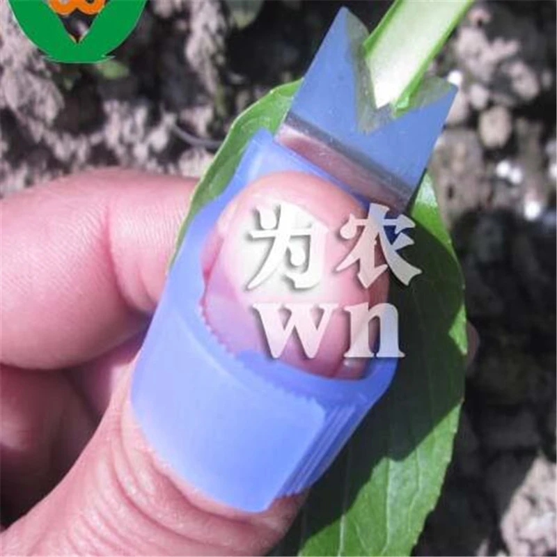 V Model Good Quality Tomato Cucumber Grape Orange Fruit Picking Blade Tool Ring Pick up Melon Scissors Ring jt006
V Model Good Quality Tomato Cucumber Grape Orange Fruit Picking Blade Tool Ring Pick up Melon Scissors Ring jt006