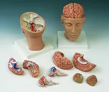 brain anatomic model based on 8 parts of the brain model of the imported luxurious brain model with the basilar artery
brain anatomic model based on 8 parts of the brain model of the imported luxurious brain model with the basilar artery