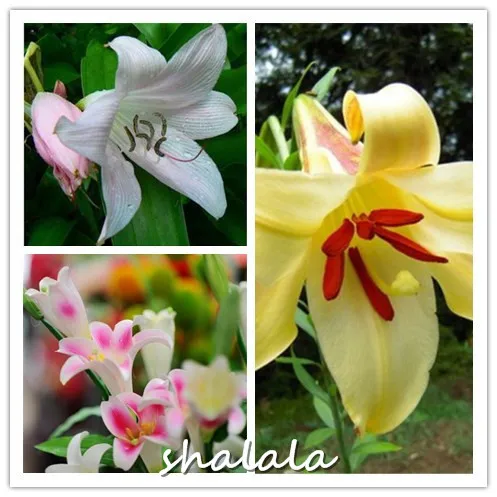 hot sell 200pcs mix colors Lily flores Peruvian Lily flower plantas Alstroemeria plante bonsai plant beautiful flower for garden
hot sell 200pcs mix colors Lily flores Peruvian Lily flower plantas Alstroemeria plante bonsai plant beautiful flower for garden