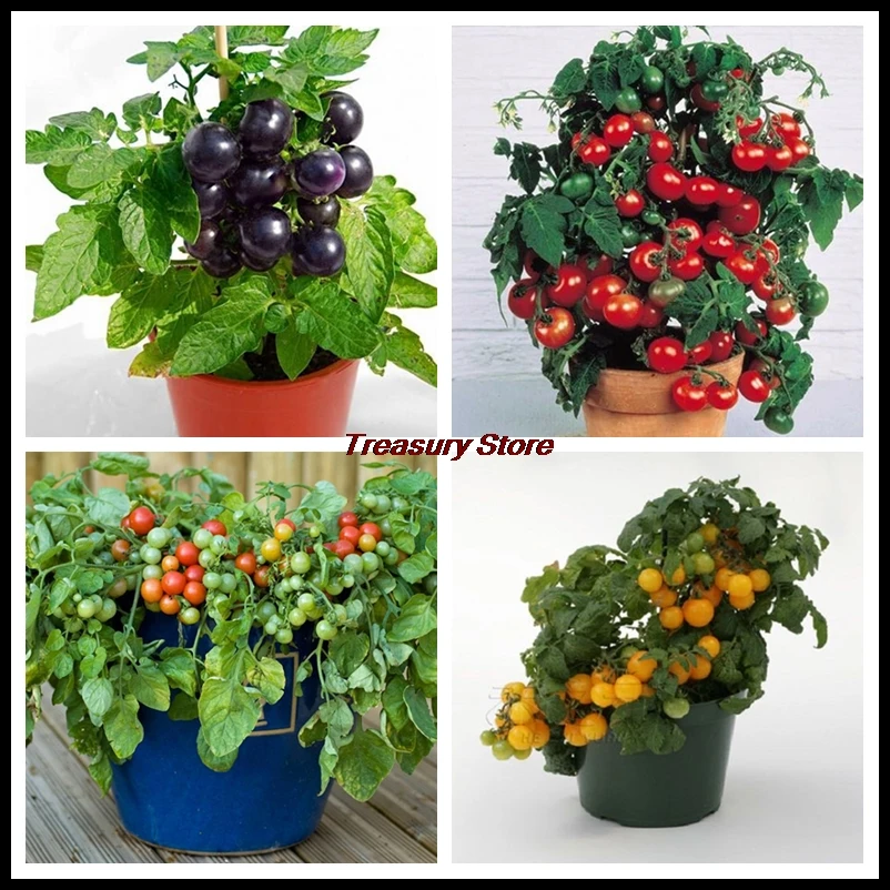200 pcs/bag Bonsai tomato , delicious cherry tomato ,Non-GMO vegetables Edible food balcony potted garden plants
200 pcs/bag Bonsai tomato , delicious cherry tomato ,Non-GMO vegetables Edible food balcony potted garden plants