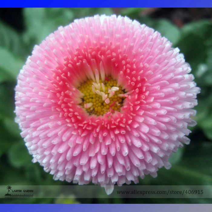 Pink Little Daisy Flower Seeds, Professional Pack, 30 Seeds / Pack, Fragrant Bellis Perennis Hybrid Seeds E3246