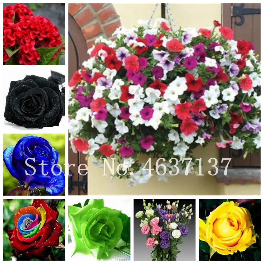400 Pcs Flower Petunia Cockscomb Hibiscus Rose Flower Rosas Bonsai For Home Garden, Eustoma Easy Grow In Bonsai Natural Growth
400 Pcs Flower Petunia Cockscomb Hibiscus Rose Flower Rosas Bonsai For Home Garden, Eustoma Easy Grow In Bonsai Natural Growth