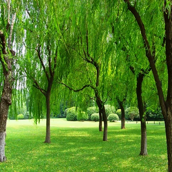Laeacco Outdoor Green Trees Park Lawn Scenic Photography Backgrounds Vinyl Custom Camera Photographic Backdrops For Photo Studio
Laeacco Outdoor Green Trees Park Lawn Scenic Photography Backgrounds Vinyl Custom Camera Photographic Backdrops For Photo Studio