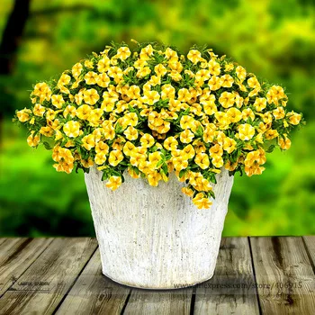 Lemon Slice Superbells Calibrachoa Petunia Annual Flower Seeds, Professional Pack, 100 Seeds / Pack E3302