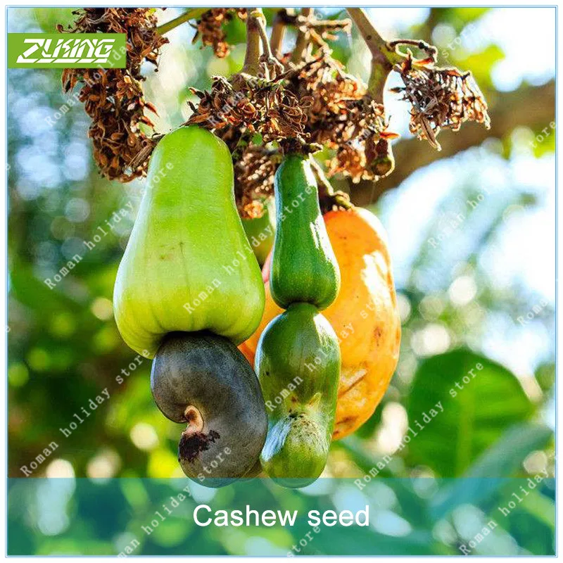 ZLKING 10pcs Cashew nuts Tree Bonsai Plants For Home Garden Flowers Super Natural Products Exotic Succulent
ZLKING 10pcs Cashew nuts Tree Bonsai Plants For Home Garden Flowers Super Natural Products Exotic Succulent