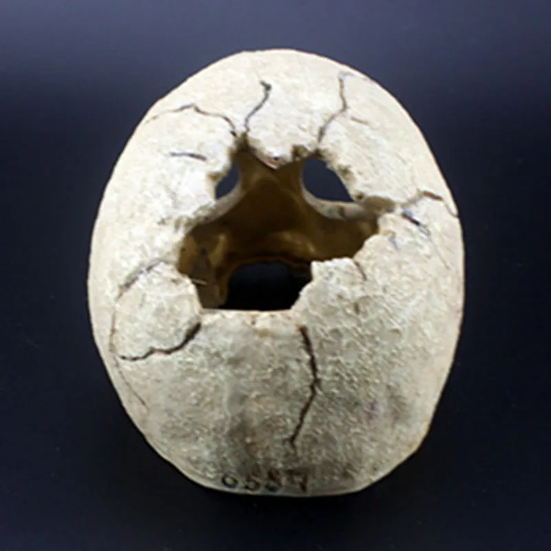Skull Aquarium Decoration Terrarium Reptile Fish Tank Ornament Simulation Landscape -Drop
Skull Aquarium Decoration Terrarium Reptile Fish Tank Ornament Simulation Landscape -Drop
