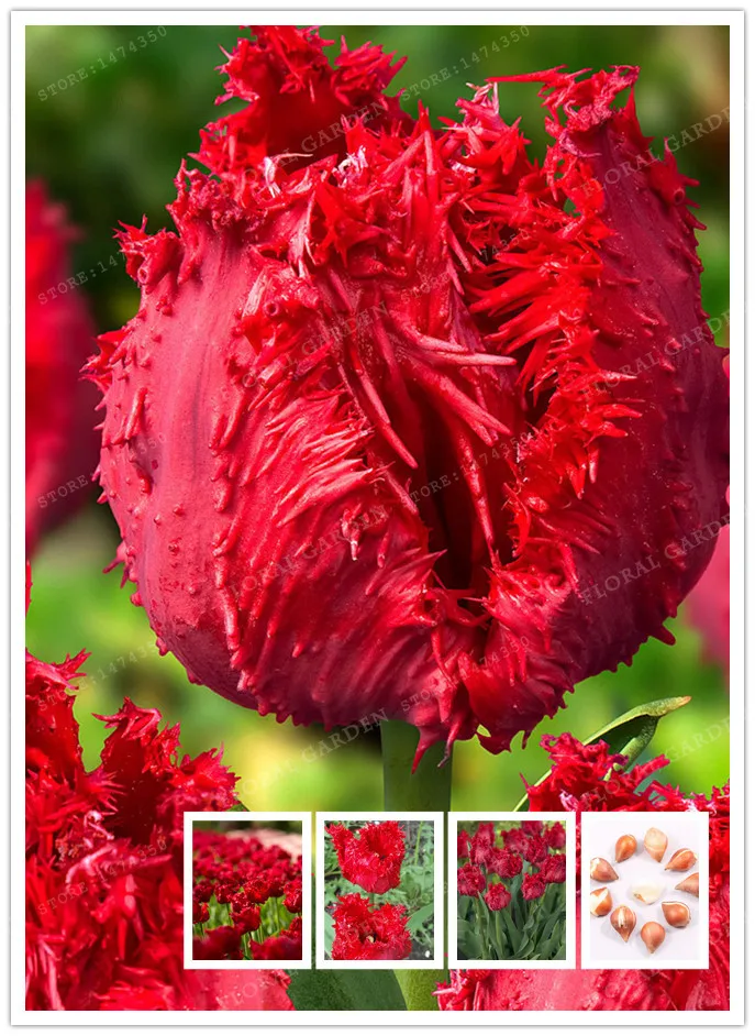 True Red Tulip Bulbs,Tulip Flower,(Bonsai),Flower Bulbs Symbolizes Love,Tulipanes Flower Plant for Garden Plants-2 Bulbs
True Red Tulip Bulbs,Tulip Flower,(Bonsai),Flower Bulbs Symbolizes Love,Tulipanes Flower Plant for Garden Plants-2 Bulbs