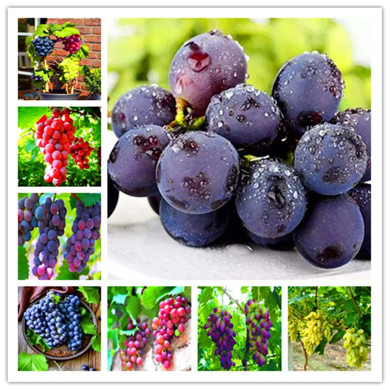 Sale! 20 pcs Grape plants Black Grape Tree bonsai Grows Fruits Bonsai Non-GMO plants Edible food balcony potted garden plants
Sale! 20 pcs Grape plants Black Grape Tree bonsai Grows Fruits Bonsai Non-GMO plants Edible food balcony potted garden plants