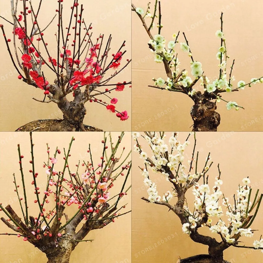 5PCS / Pack Heirloom Yellow Red Pink Wintersweet Calyx Canthus Winter Flower Chimonanthus Praecox Perennial Fragrant Flower
5PCS / Pack Heirloom Yellow Red Pink Wintersweet Calyx Canthus Winter Flower Chimonanthus Praecox Perennial Fragrant Flower