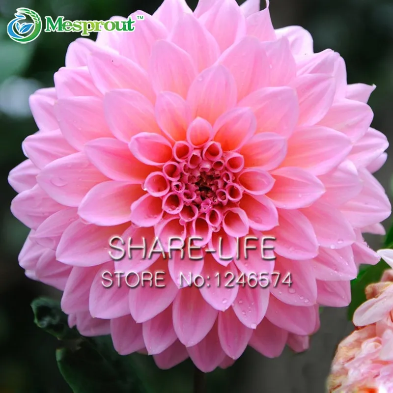 30 Pieces Pink Dahlia Bonsai Beautiful Gardens Dahlia pinnata Bonsai Plant Flower Bonsai Perennial
30 Pieces Pink Dahlia Bonsai Beautiful Gardens Dahlia pinnata Bonsai Plant Flower Bonsai Perennial