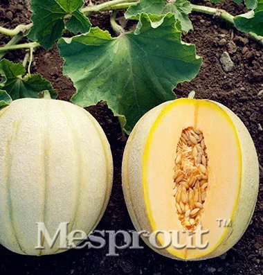 Hot selling 50 Pieces plant Unique Melon Bonsai Plants Water Melon bonsai Yellow Fruit free shipping Sugar honey melon plant
Hot selling 50 Pieces plant Unique Melon Bonsai Plants Water Melon bonsai Yellow Fruit free shipping Sugar honey melon plant