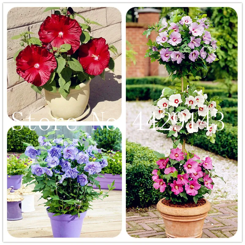 Hot Sale! 100 pcs/bag Giant hibiscus Bonsai Hibiscus flower Plant outdoor plant bonsai flower for home garden easy to grow
Hot Sale! 100 pcs/bag Giant hibiscus Bonsai Hibiscus flower Plant outdoor plant bonsai flower for home garden easy to grow