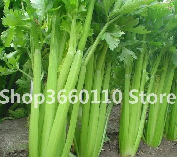 Rushed Sale Summer Virgo Annual Terrace Potted Vegetable Piante Thai Anti-heat Parsley bonsai Seasons Garden Coriander 100pcs
Rushed Sale Summer Virgo Annual Terrace Potted Vegetable Piante Thai Anti-heat Parsley bonsai Seasons Garden Coriander 100pcs