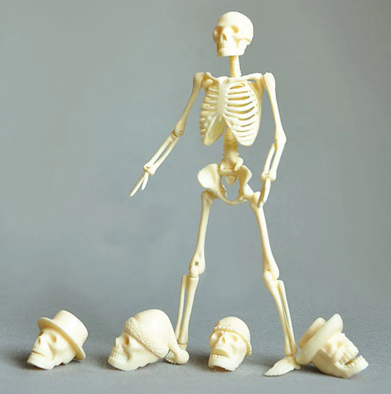 Анатомическое тело человека 20 см сборка скелета модель черепа развивающая