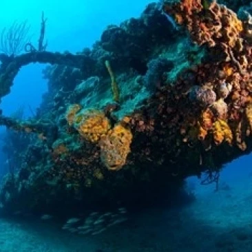 Scuba diver RMS Rhone wreck British Virgin Isl Poster Print by Stuart Westmorland (35 x 23)