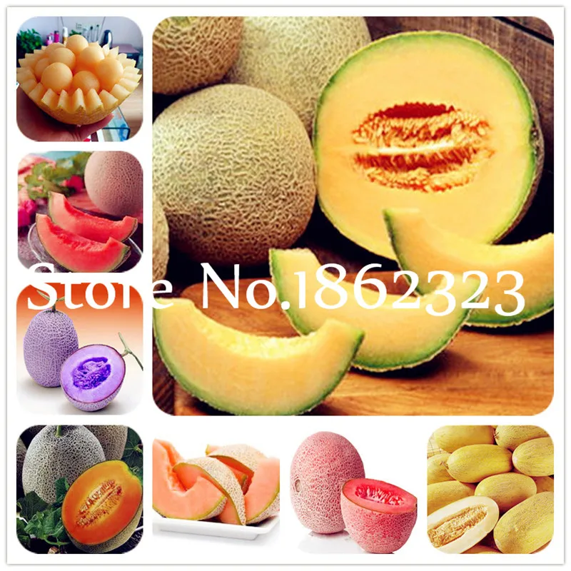 30 Pcs Japanese Muskmelon Fruit Cantaloupe Bonsai, Green Flesh Vegetable Fruit Delicious Honeymelon Balcony Home Garden Plants
30 Pcs Japanese Muskmelon Fruit Cantaloupe Bonsai, Green Flesh Vegetable Fruit Delicious Honeymelon Balcony Home Garden Plants