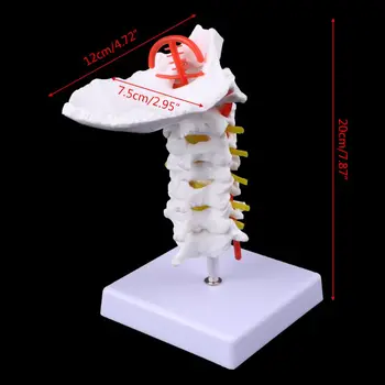 Cervical Vertebra Arteria Spine Spinal Nerves Anatomical Model Life Size Jy20 19 Dropship
Cervical Vertebra Arteria Spine Spinal Nerves Anatomical Model Life Size Jy20 19 Dropship