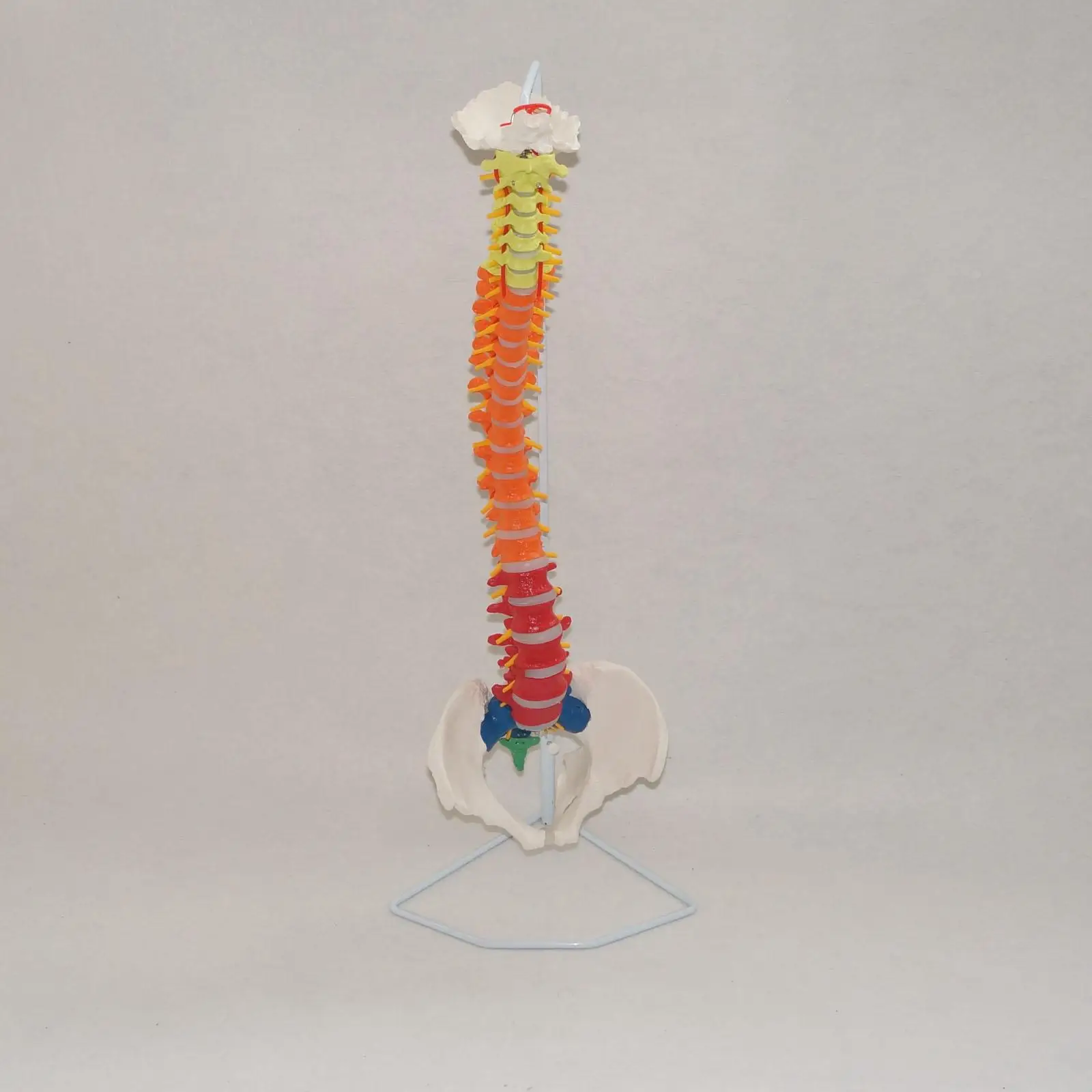 PVC Colored Didactic Flexible Spinal Column Anatomy Model Human Skeleton Specimen Human Life Size 1:1 Medical Model Spinal
PVC Colored Didactic Flexible Spinal Column Anatomy Model Human Skeleton Specimen Human Life Size 1:1 Medical Model Spinal
