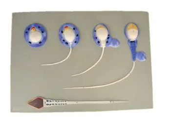 human condoms skeleton anatomical anatomia 1000 Times Enlarged Spermatogenesis Model anatomy in trauma medical instruments kit
human condoms skeleton anatomical anatomia 1000 Times Enlarged Spermatogenesis Model anatomy in trauma medical instruments kit