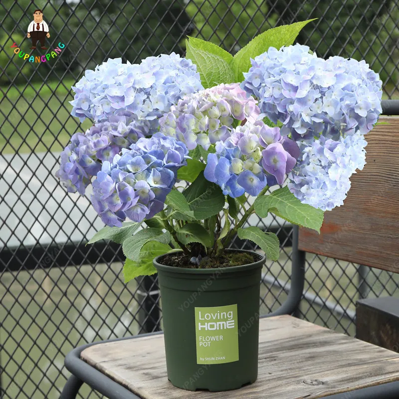 30pcs bonsai hydrangea plant, balcony or courtyard perennial flower plant, china hydrangea potted plant for home garden
30pcs bonsai hydrangea plant, balcony or courtyard perennial flower plant, china hydrangea potted plant for home garden