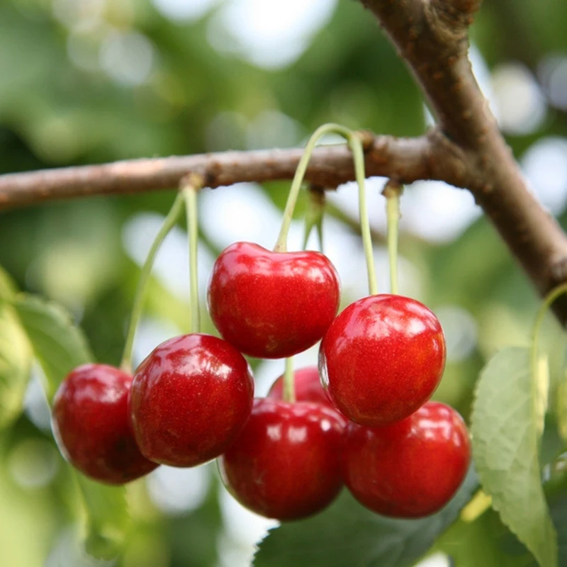 ZLKING 30PCS Delicious Juicy Pink Cherry Bonsai Fun View Fresh Emotion Beautiful Balcony Fruit for Planting in the Garden
ZLKING 30PCS Delicious Juicy Pink Cherry Bonsai Fun View Fresh Emotion Beautiful Balcony Fruit for Planting in the Garden
