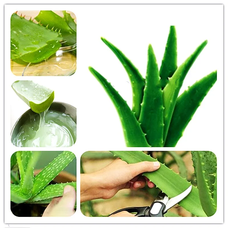Sale!100 Pcs Green Aloe Vera Plants Edible Beauty Edible Cosmetic Vegetables And Fruit Bonsai Herb Tree Plants For Home & Garden
Sale!100 Pcs Green Aloe Vera Plants Edible Beauty Edible Cosmetic Vegetables And Fruit Bonsai Herb Tree Plants For Home & Garden
