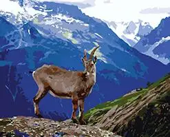 MaHuaf-W906 Mountain Goat on the cliff Set for drawing by numbers art animal pictures for living room home decor
MaHuaf-W906 Mountain Goat on the cliff Set for drawing by numbers art animal pictures for living room home decor