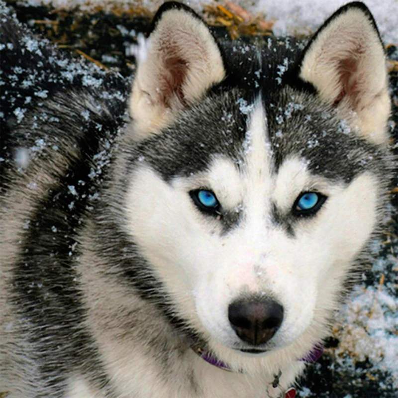 5d Diy Diamond Painting Snow Dog ,cross Stitch,full Diamond Embroidery Husky Diamond Mosaic Wall Stickers Home Decoration Ny157
5d Diy Diamond Painting Snow Dog ,cross Stitch,full Diamond Embroidery Husky Diamond Mosaic Wall Stickers Home Decoration Ny157