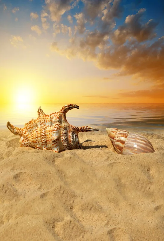 Laeacco Tropical Backdrops Shell Sand Coral Beach Sea Cloud Sky Sunrise Scenic Photographic Backgrounds Photocall Photo Studio
Laeacco Tropical Backdrops Shell Sand Coral Beach Sea Cloud Sky Sunrise Scenic Photographic Backgrounds Photocall Photo Studio