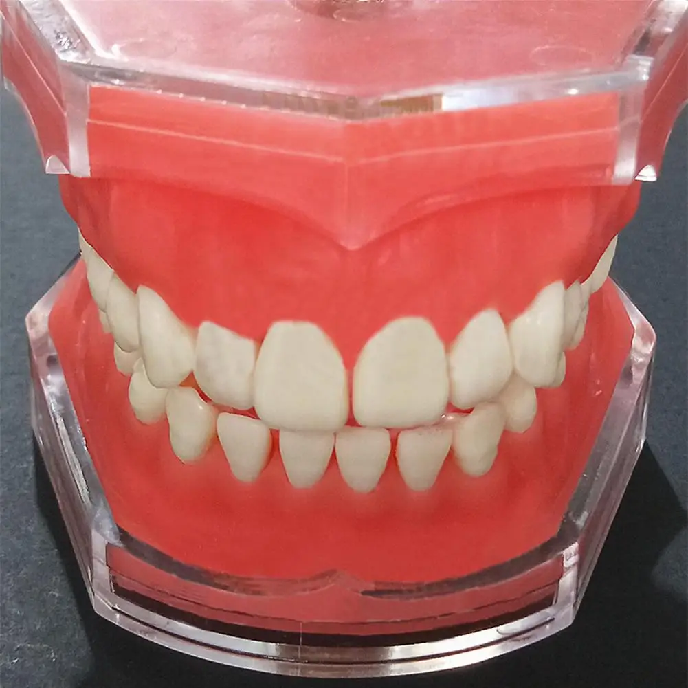 Dental Students Tooth Extraction Practice Model Dental Study Teaching Model With Gums Dental Teaching Aids Morphology Tooth
Dental Students Tooth Extraction Practice Model Dental Study Teaching Model With Gums Dental Teaching Aids Morphology Tooth