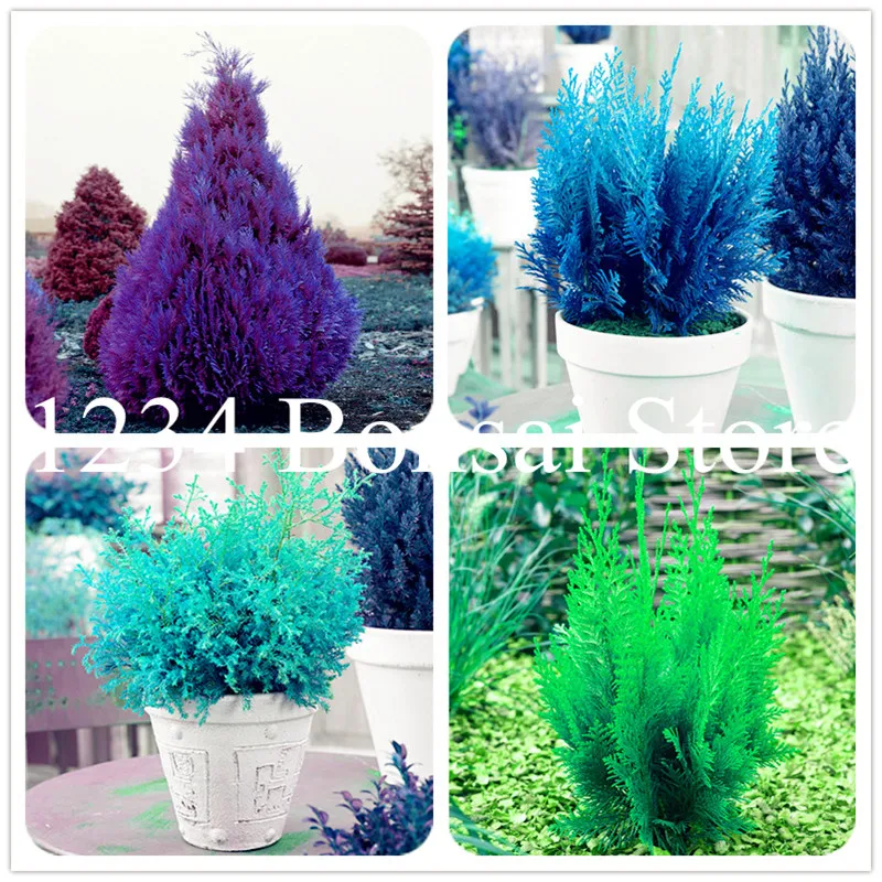 20 Pcs Blue Cypress Trees Bonsai Conifer Cypress Planta, Evergreen Landscape Plant,100% True Bonsai Potted Plant for Home Garden
20 Pcs Blue Cypress Trees Bonsai Conifer Cypress Planta, Evergreen Landscape Plant,100% True Bonsai Potted Plant for Home Garden