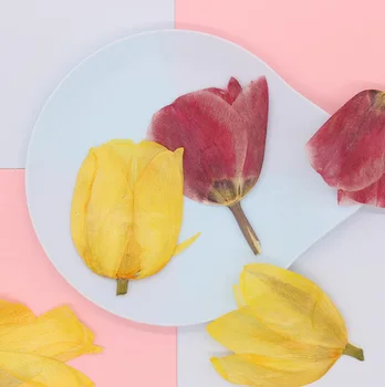 10pcs Pressed Dried Tulip Flower Plant Herbarium For Jewelry Phone Case Photo Frame Postcard Bookmark Making
10pcs Pressed Dried Tulip Flower Plant Herbarium For Jewelry Phone Case Photo Frame Postcard Bookmark Making