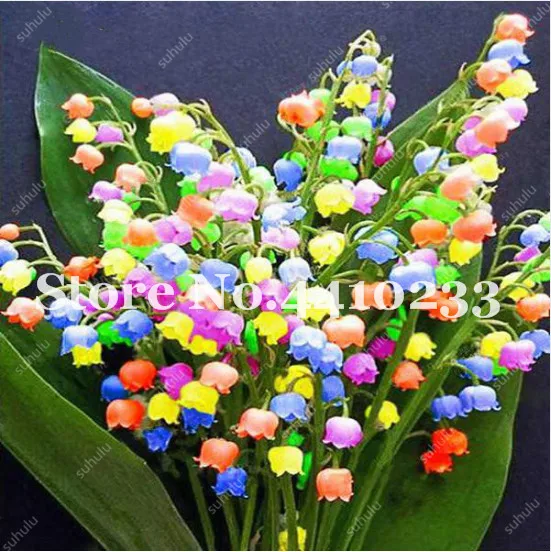 200 Pcs Lily Of The Valley Flower Bonsai Colorful Indoor Bell Orchid Flower Rich Aroma Bonsai Plant Perennial Flowers Garden
200 Pcs Lily Of The Valley Flower Bonsai Colorful Indoor Bell Orchid Flower Rich Aroma Bonsai Plant Perennial Flowers Garden
