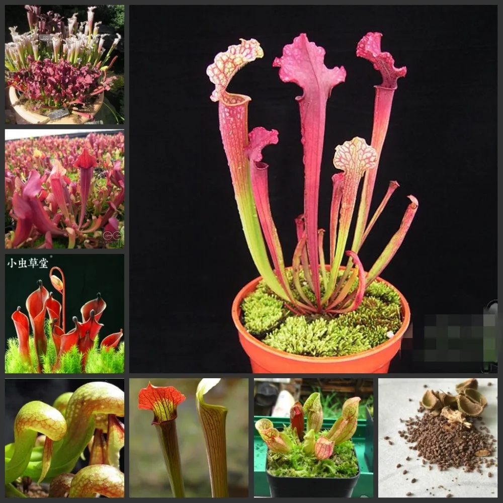 Fresh Real Sarracenia purpurea Semillas MIX - Bonsai Succulent Plant sementes (Ping-zi-cao)
Fresh Real Sarracenia purpurea Semillas MIX - Bonsai Succulent Plant sementes (Ping-zi-cao)