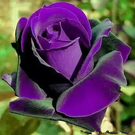 Bonsai roses 200Pcs Germany rare purple dragon rose Flowering plants Flower plant For home garden
Bonsai roses 200Pcs Germany rare purple dragon rose Flowering plants Flower plant For home garden