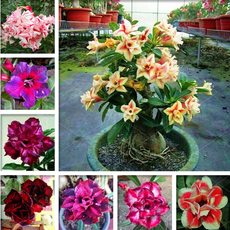 100% True Adenium Obesum Bonsai Exotic Desert Rose Flowers Balcony Desert-Rose Bonsai MultiColor Petals Succulents Tree 1 Pcs
100% True Adenium Obesum Bonsai Exotic Desert Rose Flowers Balcony Desert-Rose Bonsai MultiColor Petals Succulents Tree 1 Pcs
