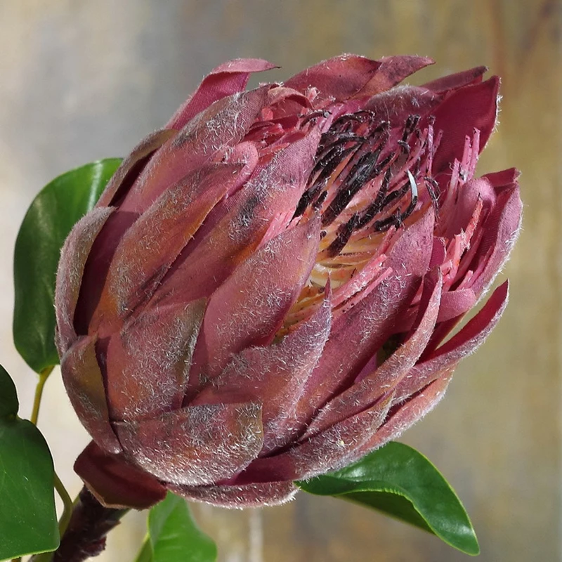 3pcs Purple Green King Protea Cynaroides 58cm Long Big Artificial Flower Bouquet Wedding Home Decoration Fake Flowers
3pcs Purple Green King Protea Cynaroides 58cm Long Big Artificial Flower Bouquet Wedding Home Decoration Fake Flowers