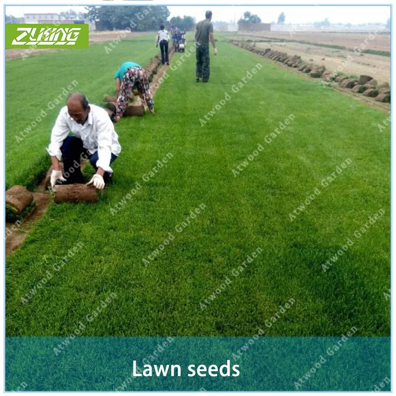 ZLKING 1000pcs Chinese Lawn Grass Meadow For Pasture Games Outdoor Activities High Germination Rate For Home Garden Bonsai
ZLKING 1000pcs Chinese Lawn Grass Meadow For Pasture Games Outdoor Activities High Germination Rate For Home Garden Bonsai