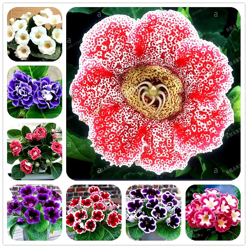 22 Colors Gloxinia Bonsai Perennial Bonsai Balcony Flower - 100 Pcs Garden Decoration Bonsai Planting Fast Grow Flower Bonsai
22 Colors Gloxinia Bonsai Perennial Bonsai Balcony Flower - 100 Pcs Garden Decoration Bonsai Planting Fast Grow Flower Bonsai