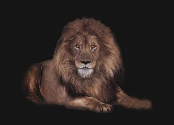 Animal Lion Black baby shower photography backgrounds High quality Computer print newborn baby backdrops
Animal Lion Black baby shower photography backgrounds High quality Computer print newborn baby backdrops