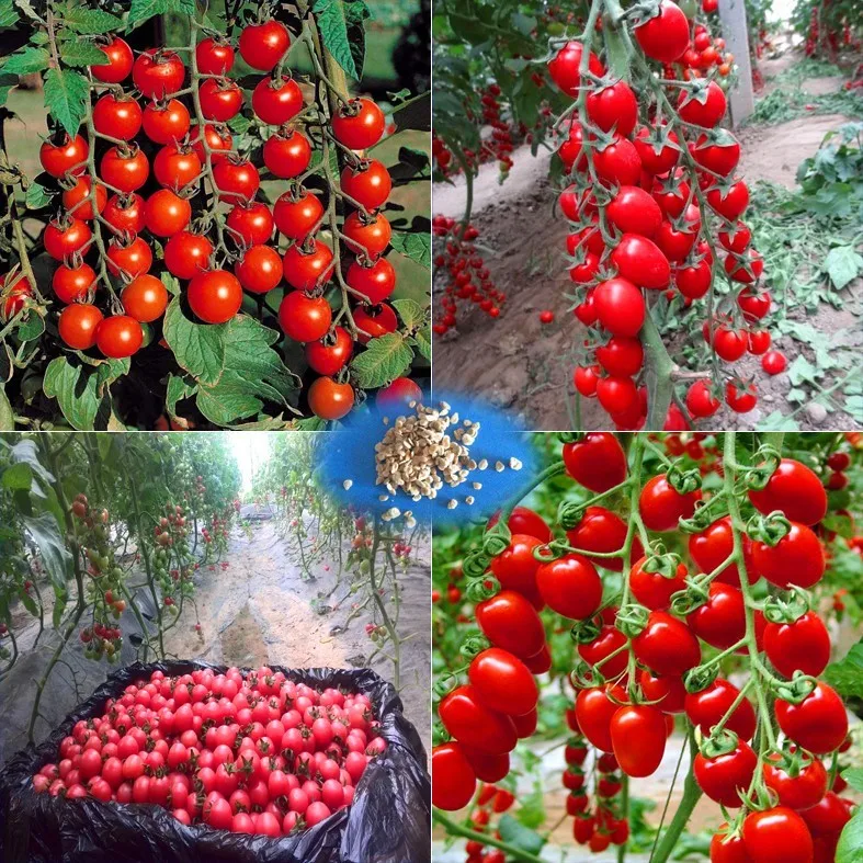 200 pcs/bag cherry tomato,tomato tree Organic Heirloom vegetable fruit sweet and heathy for home garden planting
200 pcs/bag cherry tomato,tomato tree Organic Heirloom vegetable fruit sweet and heathy for home garden planting
