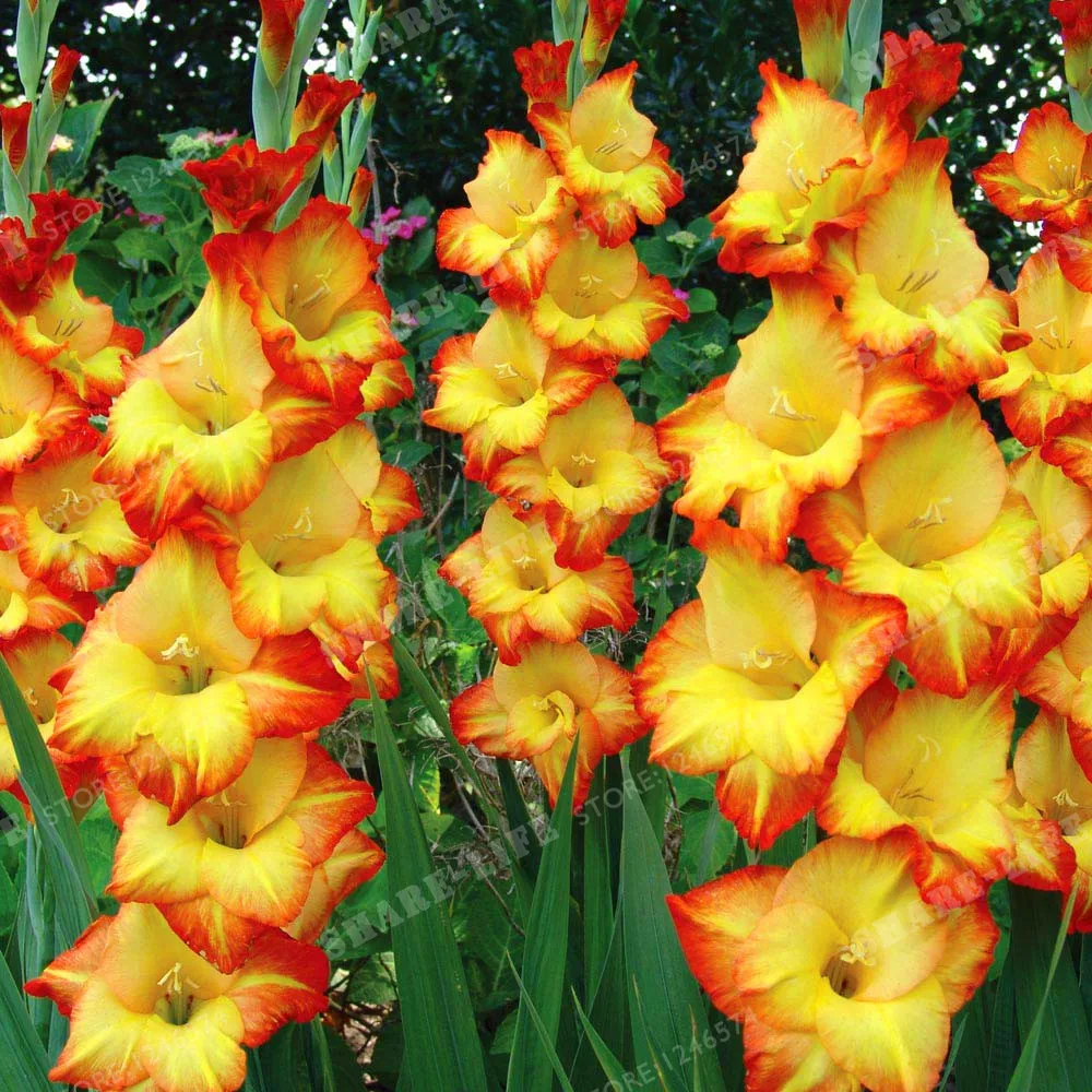 2 Bulbs True Color Mixing Gladiolus Bulbs Beautiful Gladiolus Flower Bonsai Flower Symbolizes Longevity Plant Garden
2 Bulbs True Color Mixing Gladiolus Bulbs Beautiful Gladiolus Flower Bonsai Flower Symbolizes Longevity Plant Garden