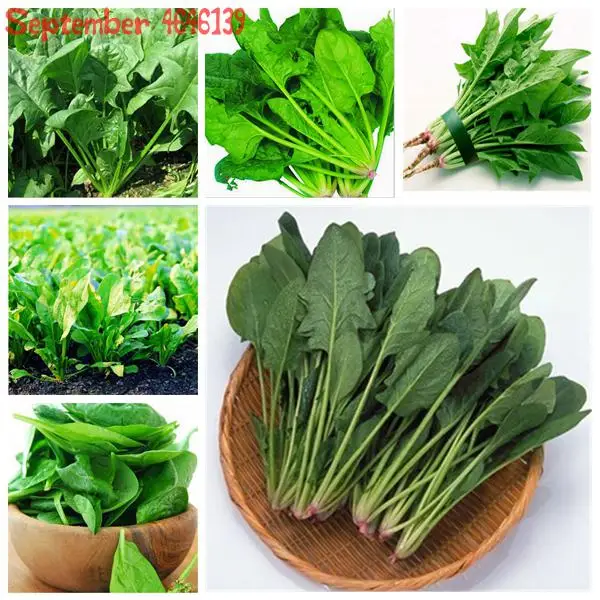 Time limit promotion100pcs Water Spinach Vegetable Bonsai Kangkong,Chinese Spinach or Watercress Spinach bonsai Organic green
Time limit promotion100pcs Water Spinach Vegetable Bonsai Kangkong,Chinese Spinach or Watercress Spinach bonsai Organic green