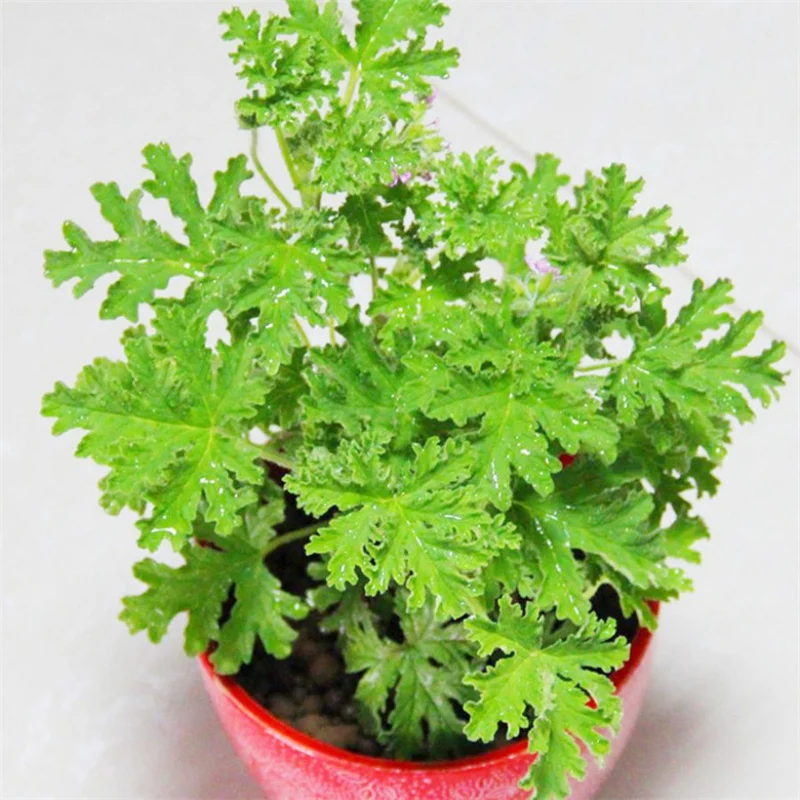 100pcs Mosquito Repelling Grass Seeds riddex plant seeds Mozzie Buster Sweetgrass Garden Home Bonsai Plant Indoor Plant
100pcs Mosquito Repelling Grass Seeds riddex plant seeds Mozzie Buster Sweetgrass Garden Home Bonsai Plant Indoor Plant