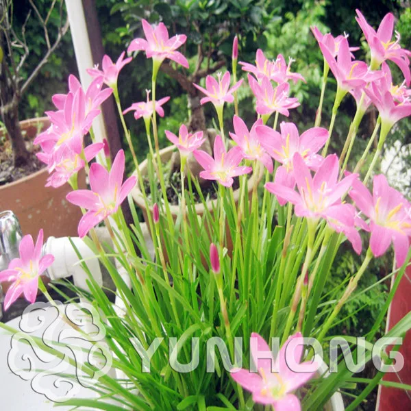 100pcs A Lot Zephyranthes Candida Bonsai Mini Easy Planting Balcony Fun Indoor Flower Pots Bonsai Free Shipping
100pcs A Lot Zephyranthes Candida Bonsai Mini Easy Planting Balcony Fun Indoor Flower Pots Bonsai Free Shipping