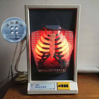 Diaphragm motion simulator Electrodynamic biology teaching equipment Pulmonary respiration model
Diaphragm motion simulator Electrodynamic biology teaching equipment Pulmonary respiration model