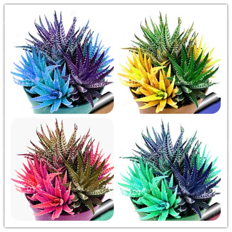 100 Pcs Colorful Cactus Rebutia Variety Mix Exotic Flowering Cacti Rare Cactus Aloe Bonsai Office Mini Plant Succulent Bonsai
100 Pcs Colorful Cactus Rebutia Variety Mix Exotic Flowering Cacti Rare Cactus Aloe Bonsai Office Mini Plant Succulent Bonsai
