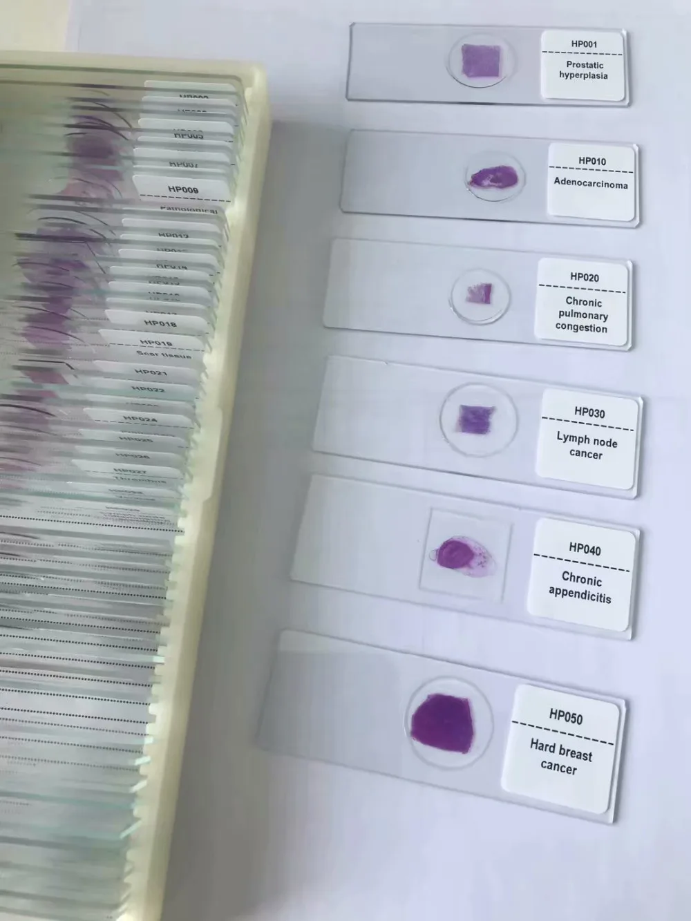 pathology prepared slides (1)