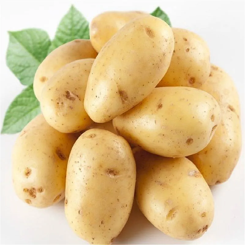 50 Pcs Potato bonsai Nutrition Green Vegetable For Home& Garden Planting Potato bonsais Absorbing Radiation Vegetables Plantas
50 Pcs Potato bonsai Nutrition Green Vegetable For Home& Garden Planting Potato bonsais Absorbing Radiation Vegetables Plantas